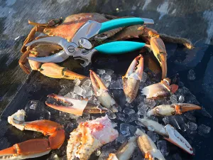 Toadfish Crab Cutter